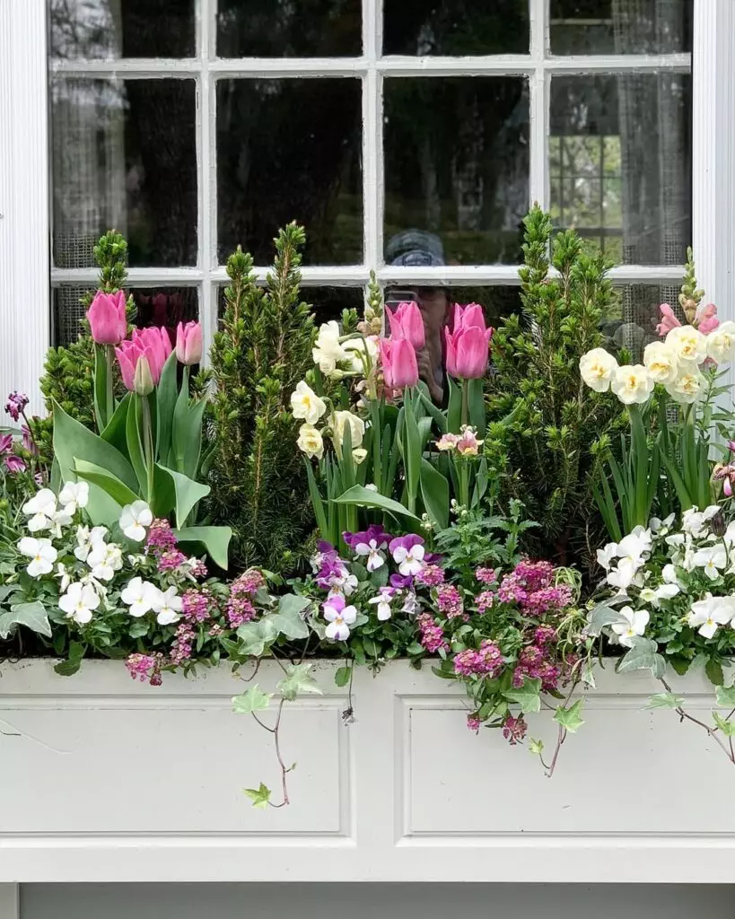 Flower Ideas for Window