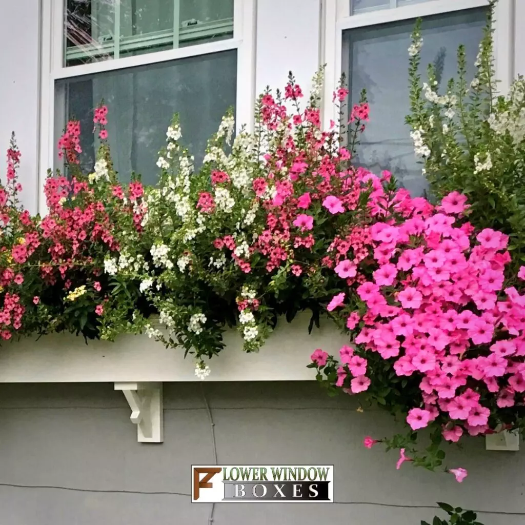 Flower Ideas for Window