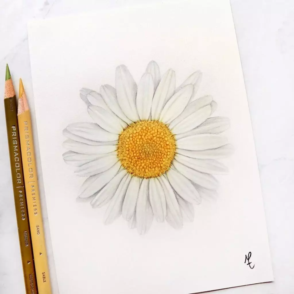 Flower Drawing Ideas