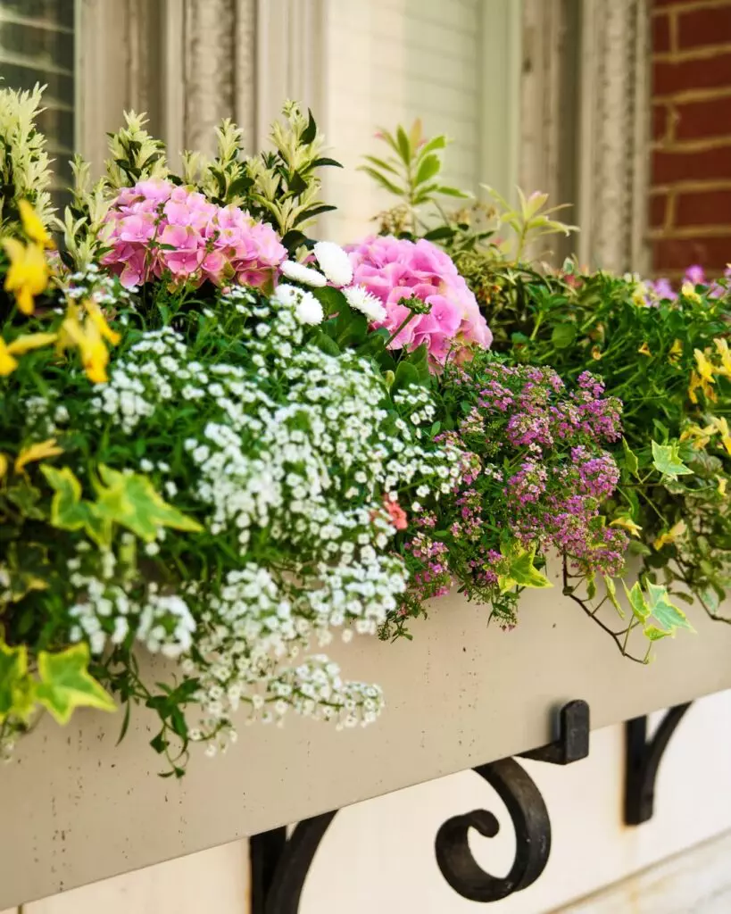 Flower Ideas for Window