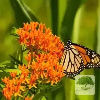 Flower Garden Ideas
