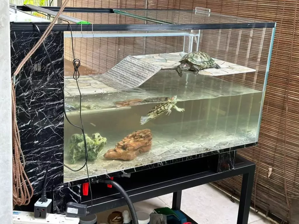 Terrapin tank Ideas