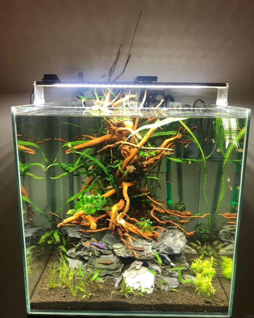 Fish Tank Ideas