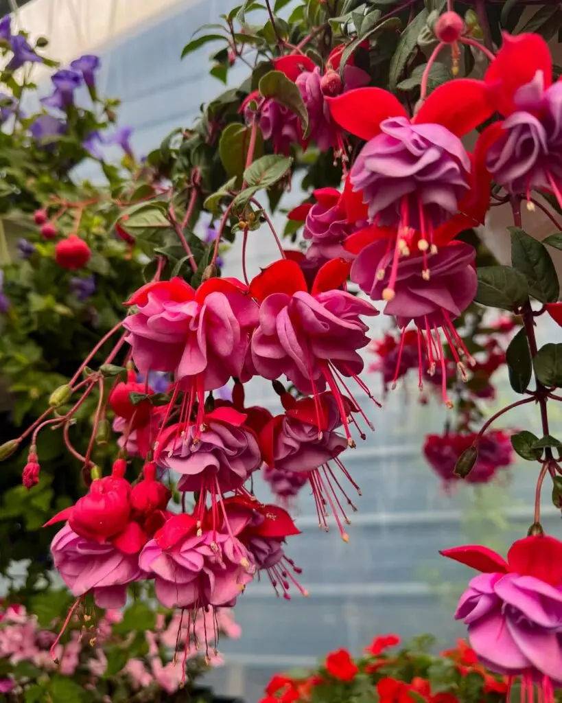 Flower Garden Ideas