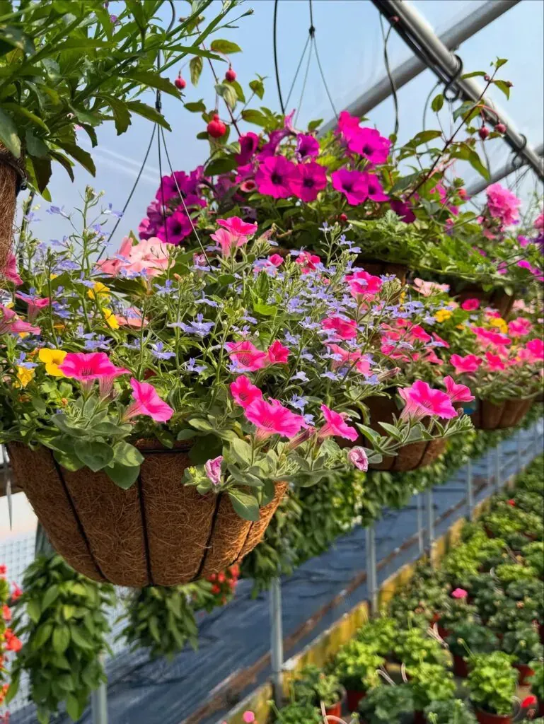Outdoor Planter Ideas
