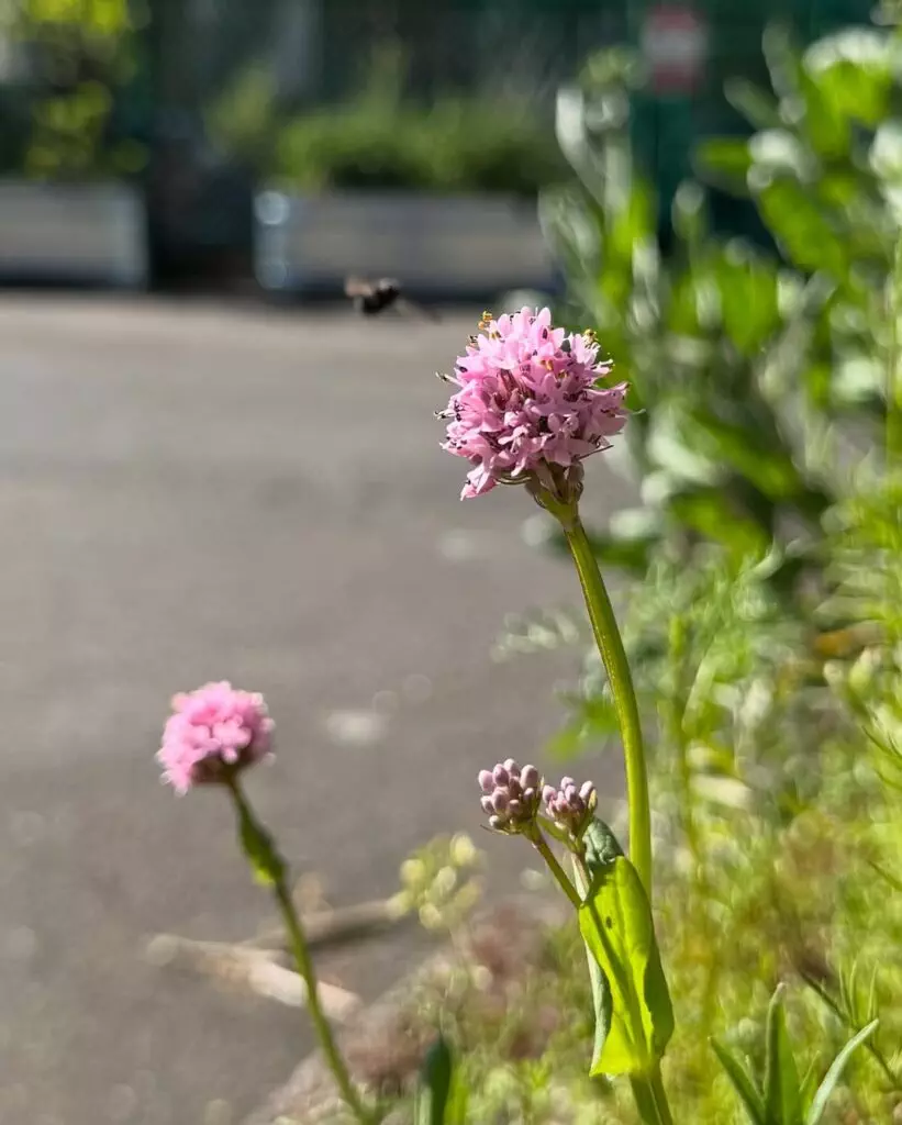 Flower Garden Ideas